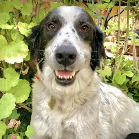 TILLY 1
