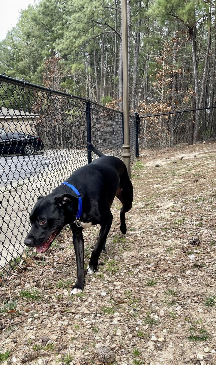 Leo, an adoptable Labrador Retriever & American Staffordshire Terrier Mix in Holly Springs, NC_image-3