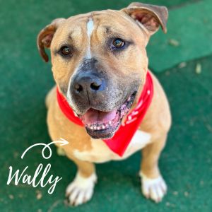 Wally: URGENT!!