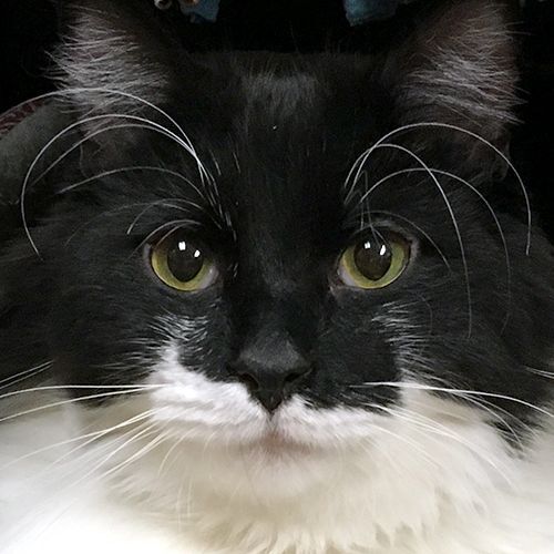 Remi, an adoptable Tuxedo in Crystal Lake, IL_image-1