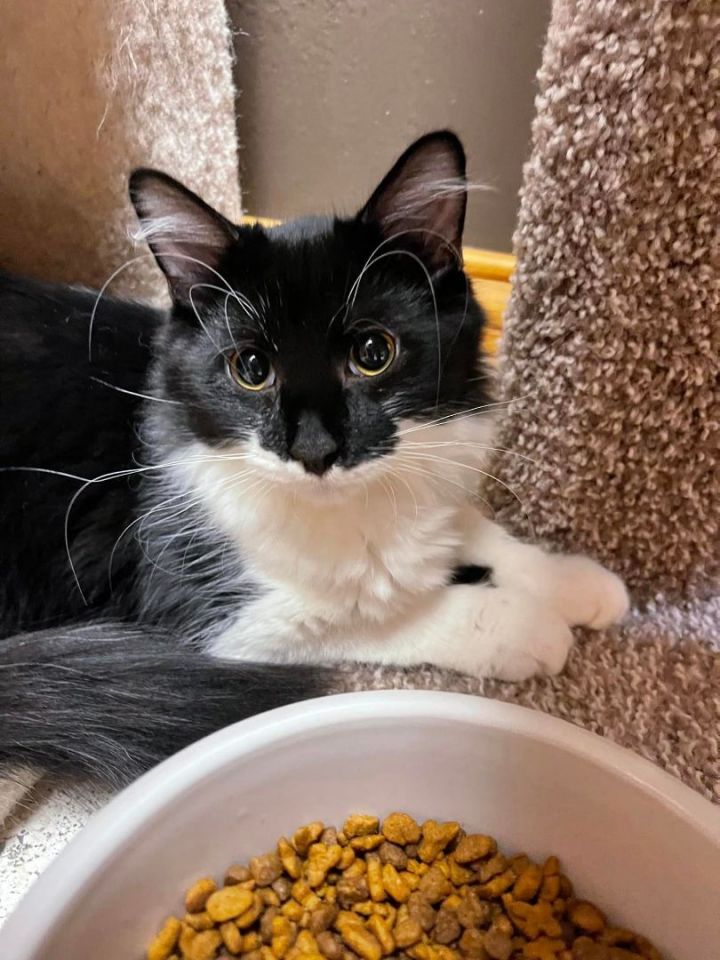 Remi, an adoptable Tuxedo in Crystal Lake, IL_image-2