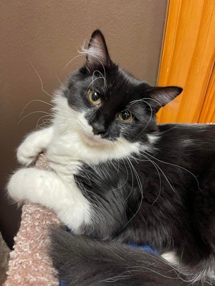 Remi, an adoptable Tuxedo in Crystal Lake, IL_image-3