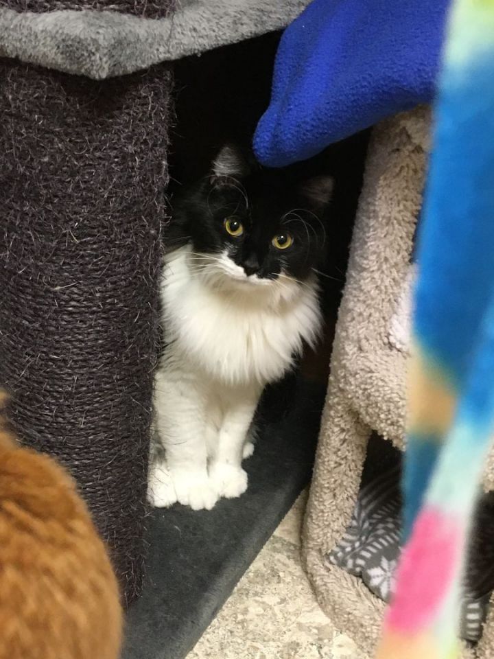 Remi, an adoptable Tuxedo in Crystal Lake, IL_image-5
