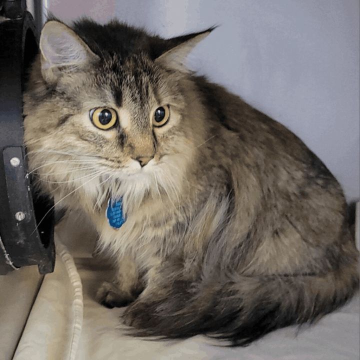 Gypsy (DCS-A-7152), an adoptable Torbie Mix in Sheridan, WY_image-2