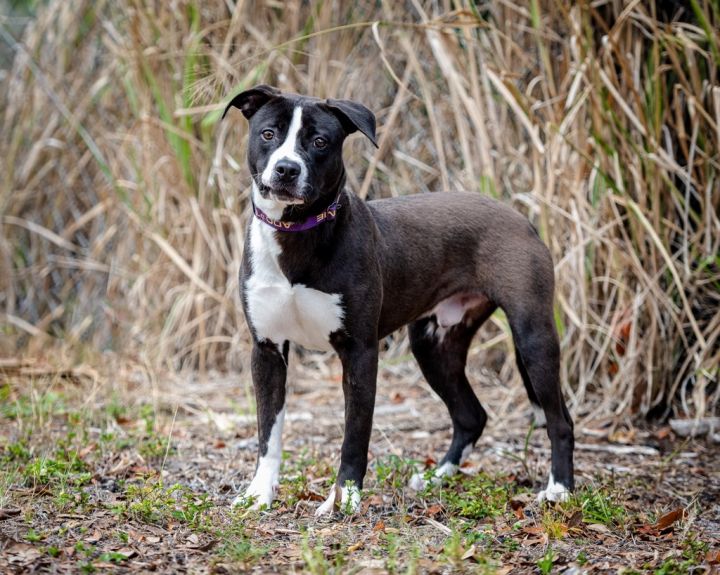 Riko, an adoptable Pit Bull Terrier Mix in Saint Petersburg, FL_image-2