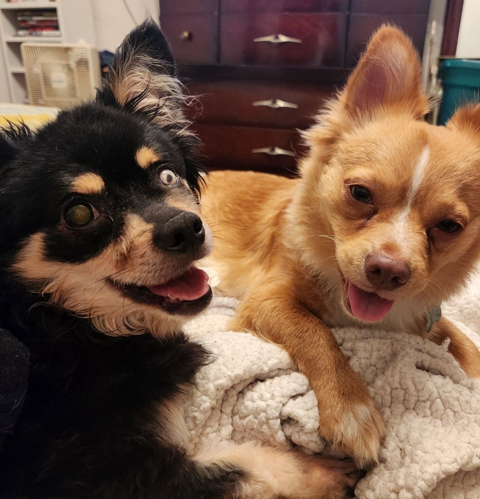 Stevie (In foster), an adoptable Chihuahua, Pomeranian in New Orleans, LA, 70123 | Photo Image 1