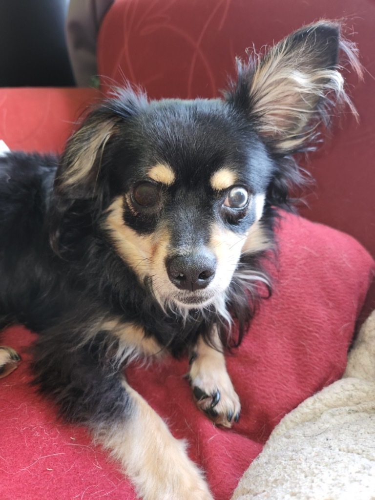 Stevie (In Foster), an adoptable Chihuahua, Pomeranian in New Orleans, LA, 70123 | Photo Image 2