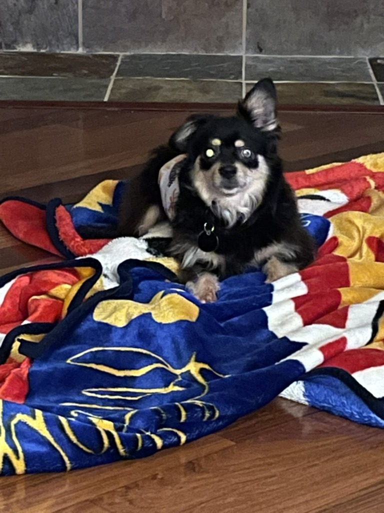Stevie (In Foster), an adoptable Chihuahua, Pomeranian in New Orleans, LA, 70123 | Photo Image 3