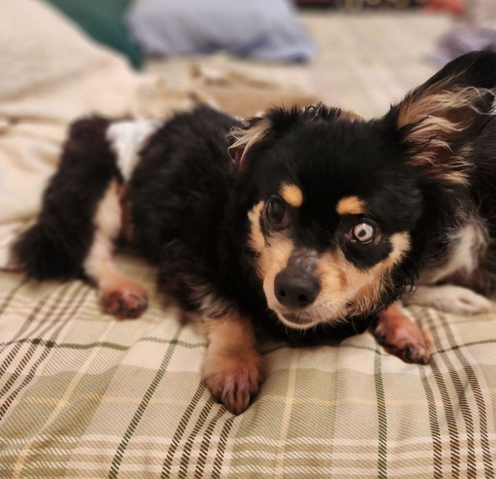 Stevie (In Foster), an adoptable Chihuahua & Pomeranian Mix in New Orleans, LA_image-4