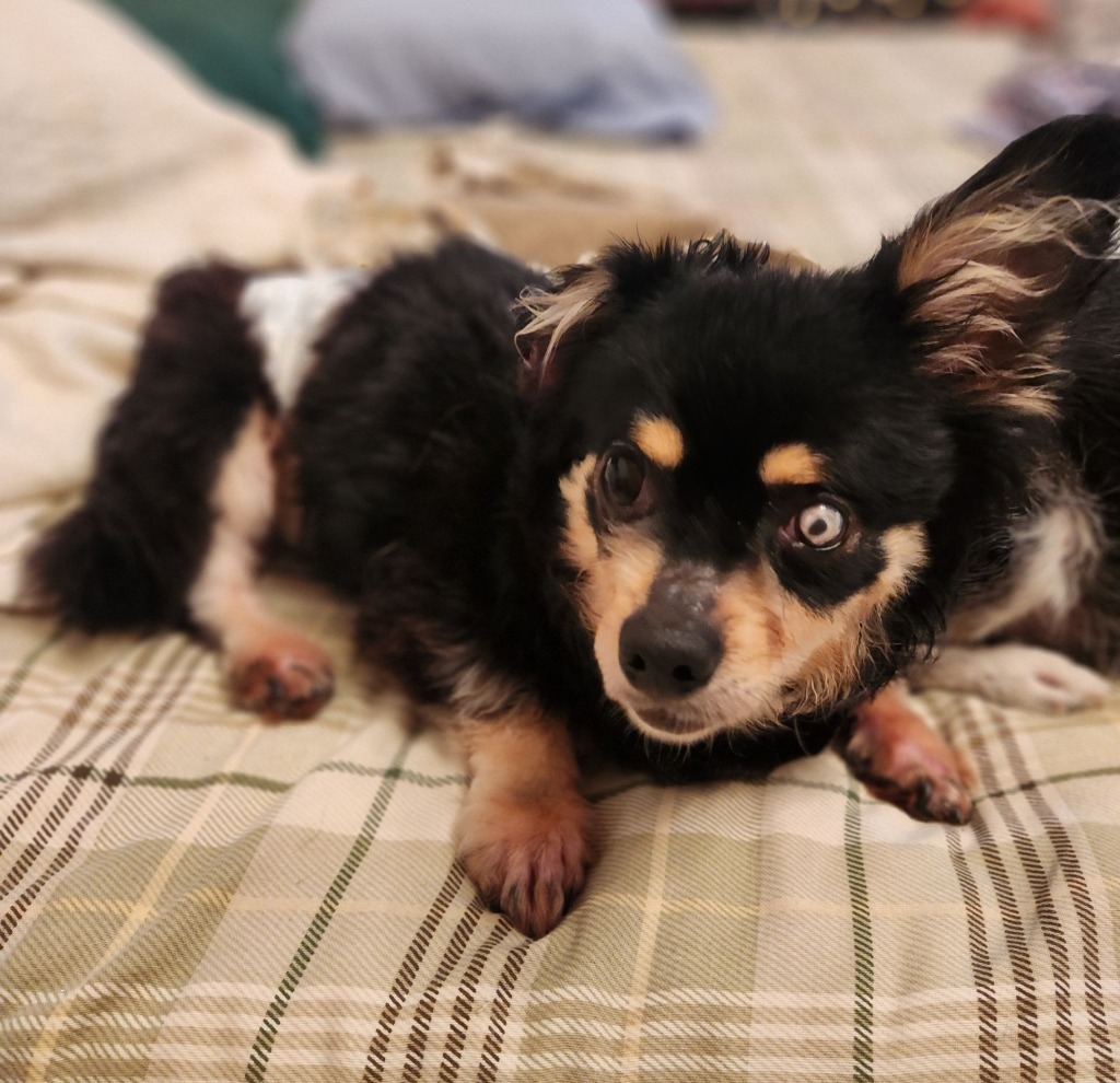 Stevie (In foster), an adoptable Chihuahua, Pomeranian in New Orleans, LA, 70123 | Photo Image 4