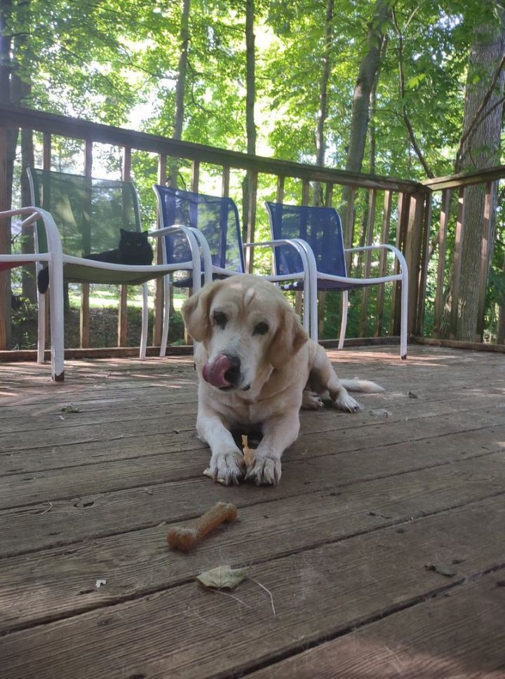 Bonnie, an adoptable Yellow Labrador Retriever in Louisville, KY_image-4