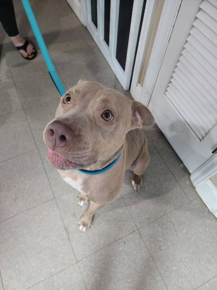 Frieda, an adoptable Pit Bull Terrier Mix in Statesboro, GA_image-1