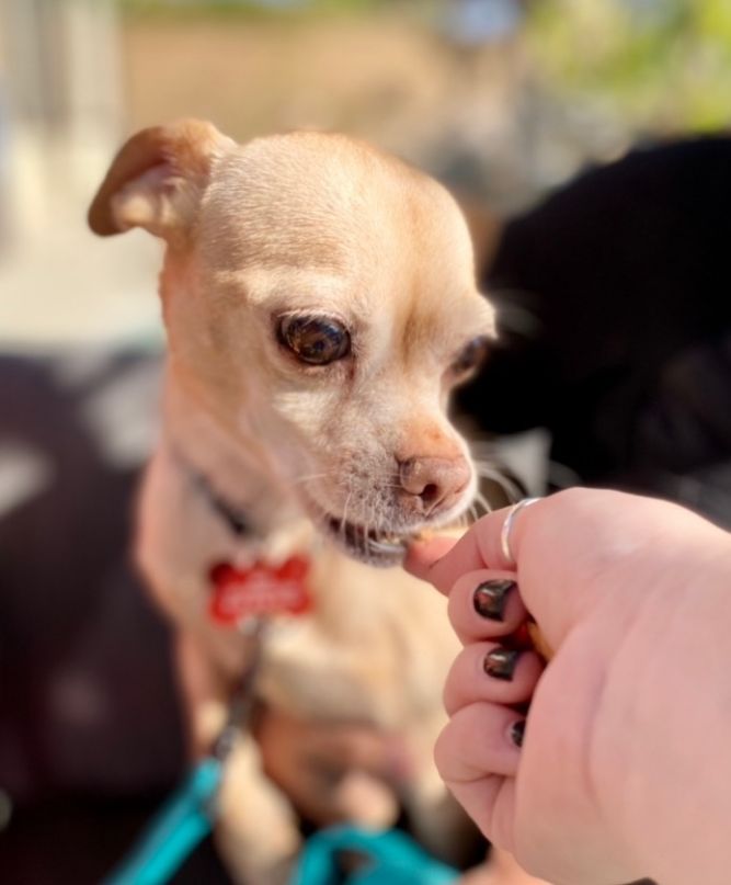 Bonita - Adopt me!