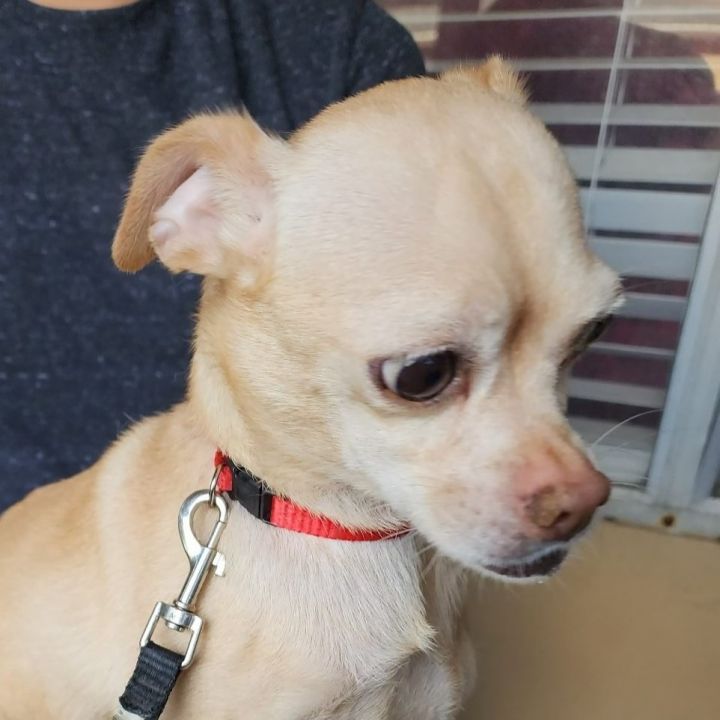 Bonita - Adopt me! 2