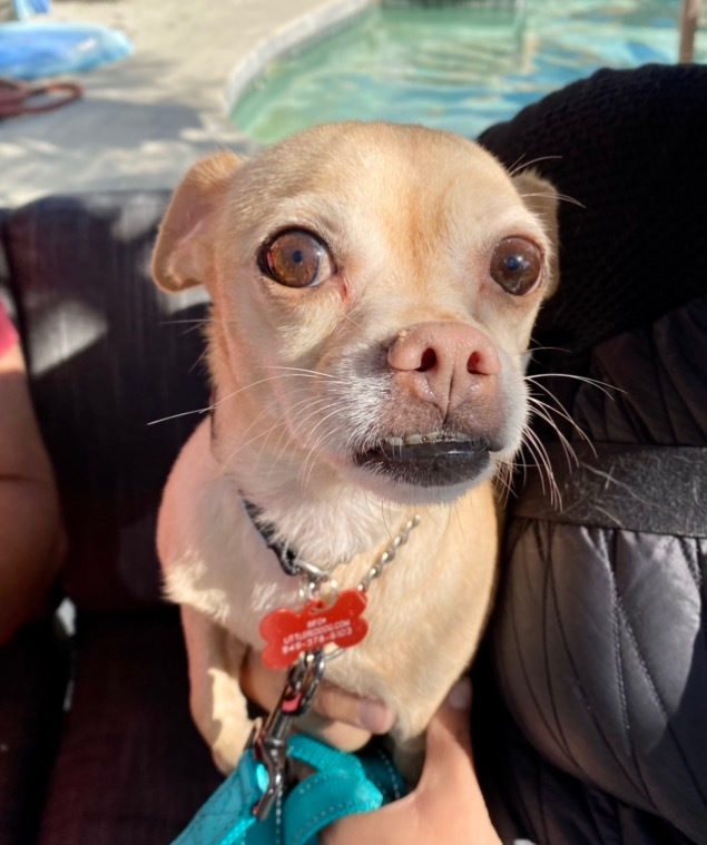 Bonita - Adopt me! 4