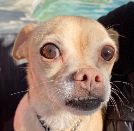 Bonita - Adopt me!, an adoptable Chihuahua Mix in Lake Forest, CA_image-6