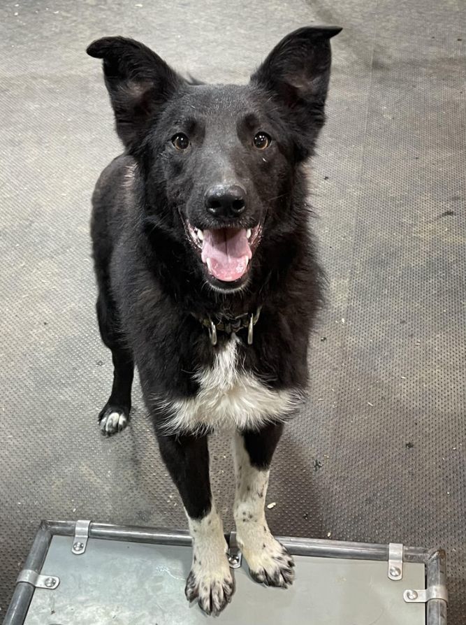 Queensland heeler border collie 2024 mix