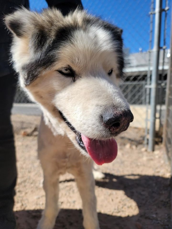 Iditarod, an adoptable Mixed Breed in Park City, UT_image-2