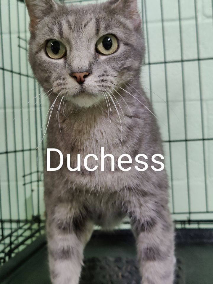 Duchess, an adoptable Domestic Short Hair in Grove, OK_image-1