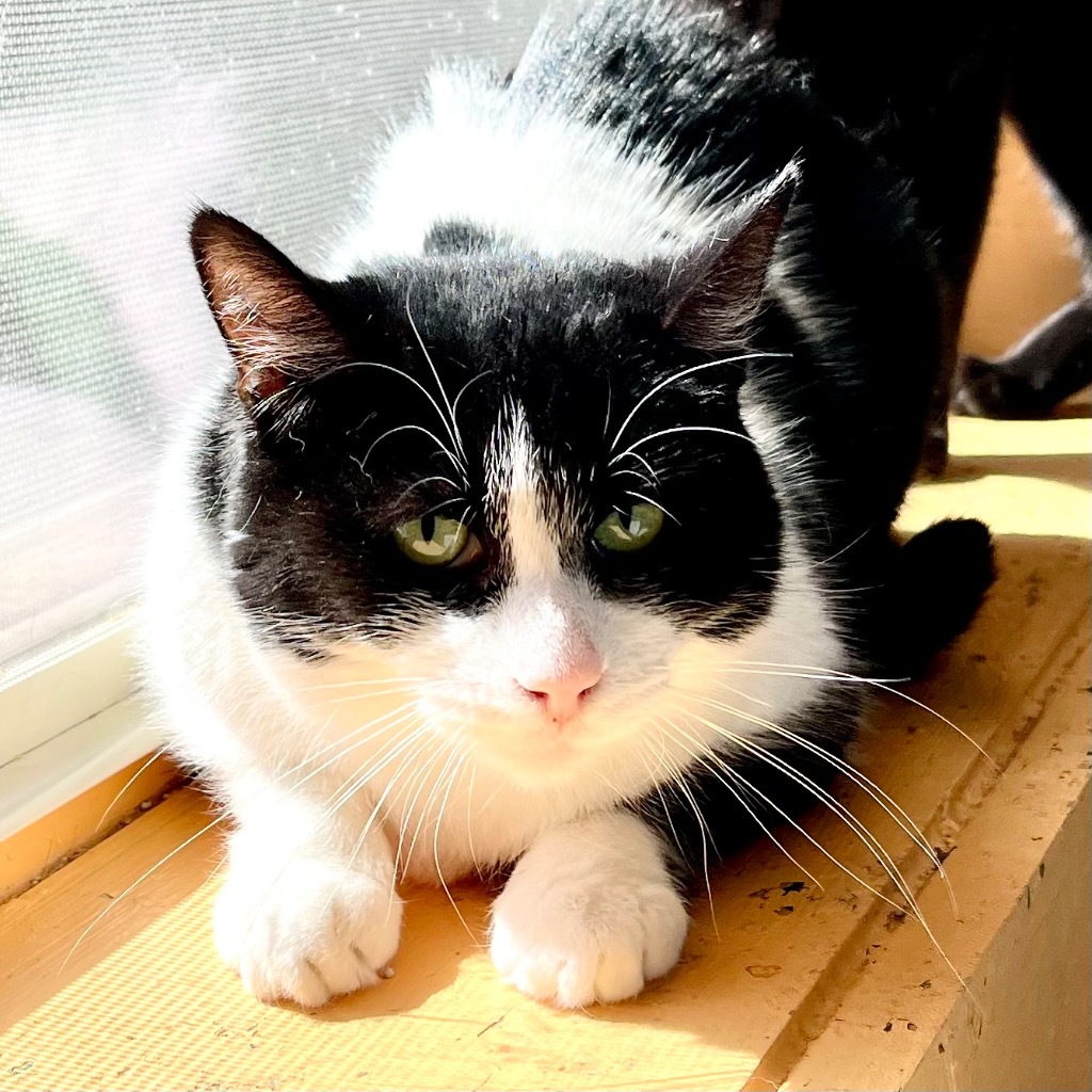 BABY GIRL, an adoptable Domestic Short Hair in Battle Creek, MI, 49017 | Photo Image 1