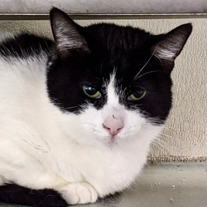 BABY GIRL, an adoptable Domestic Short Hair in Battle Creek, MI, 49017 | Photo Image 2