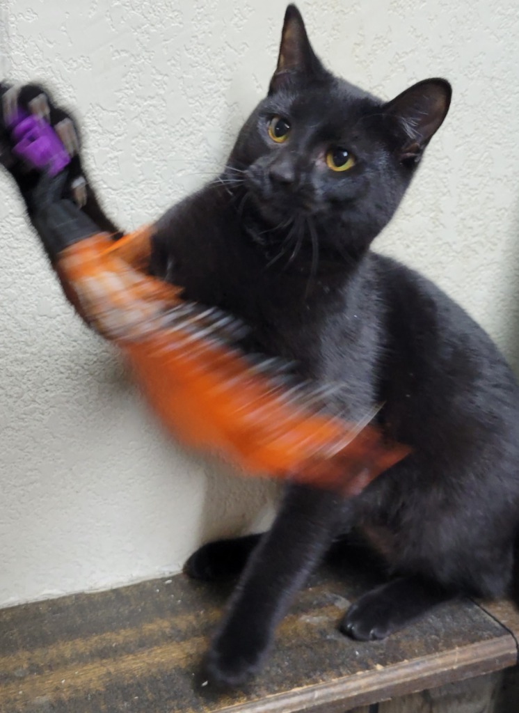 Loretta, an adoptable Domestic Short Hair in Palmer, AK, 99645 | Photo Image 1