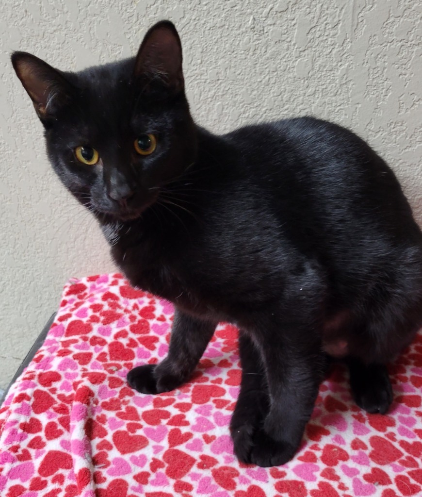 Loretta, an adoptable Domestic Short Hair in Palmer, AK, 99645 | Photo Image 2