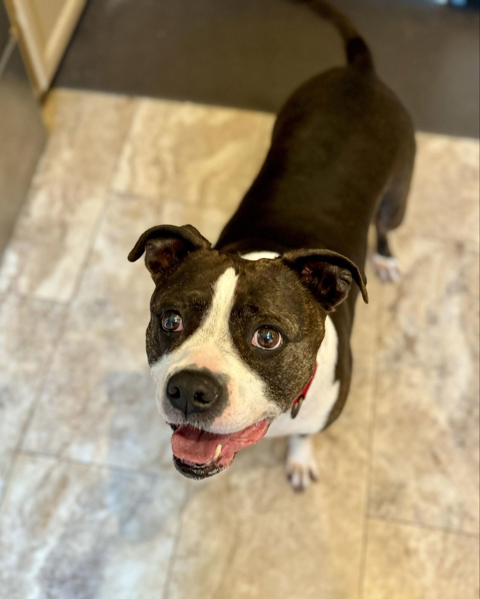 Birdie, an adoptable Boston Terrier, Pit Bull Terrier in Spotsylvania, VA, 22553 | Photo Image 2