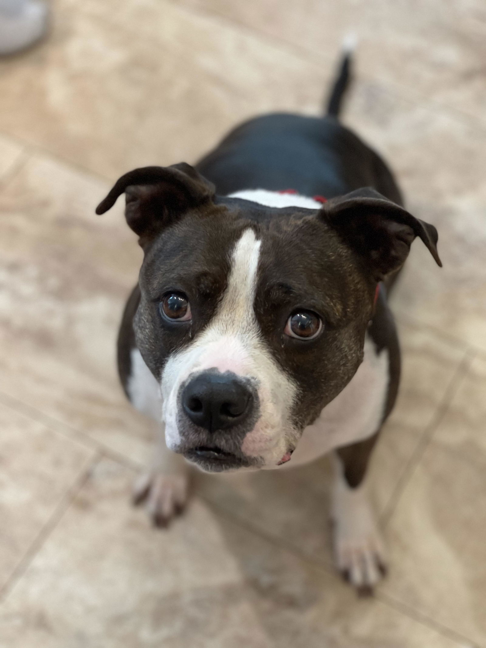 Birdie, an adoptable Boston Terrier, Pit Bull Terrier in Spotsylvania, VA, 22553 | Photo Image 3