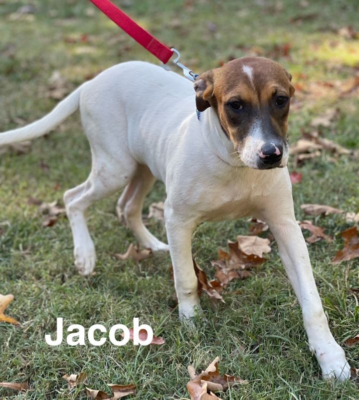 Jacob- FOSTER NEEDED! 2