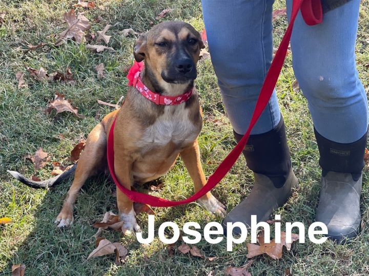 Josephine- FOSTER NEEDED! 1