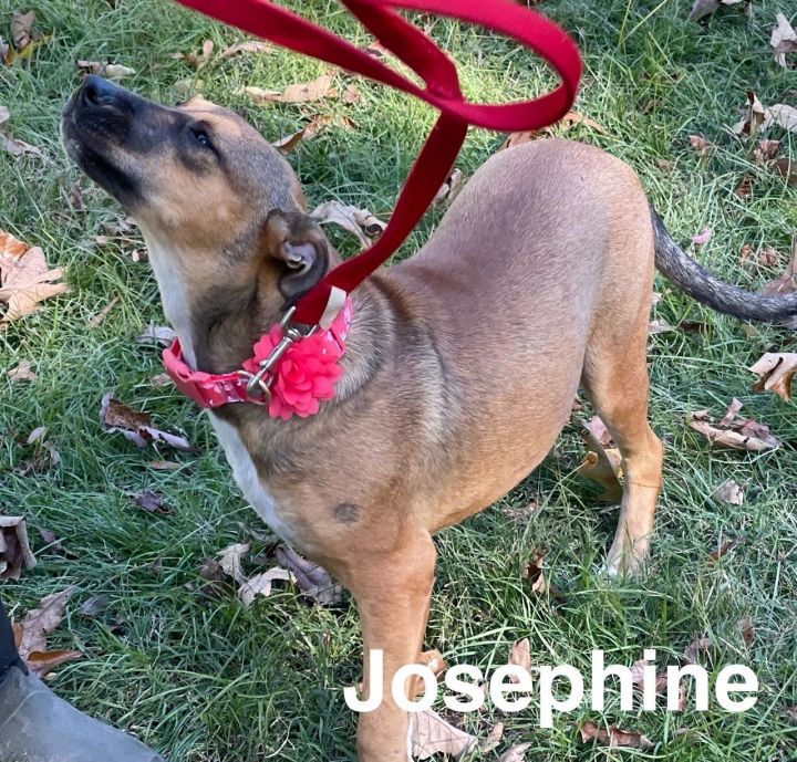 Josephine- FOSTER NEEDED! 2