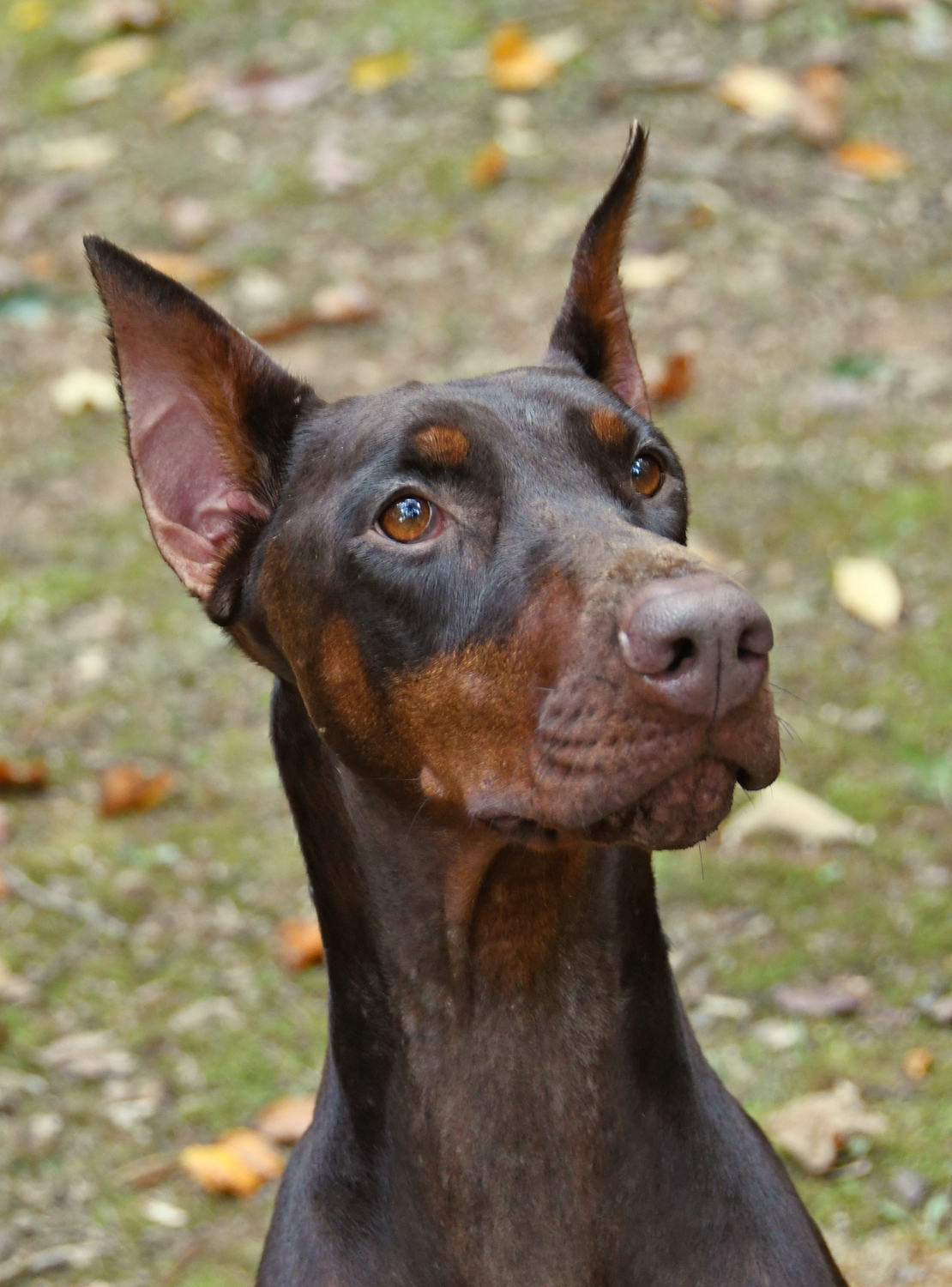 Dog for adoption Mae Mae, a Doberman Pinscher in Atlanta, GA Petfinder