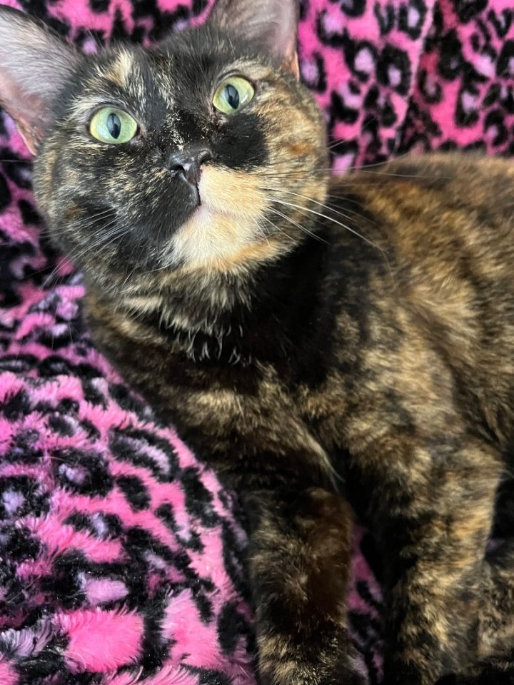 Tizzie, an adoptable Tortoiseshell in Marble Falls, TX_image-1