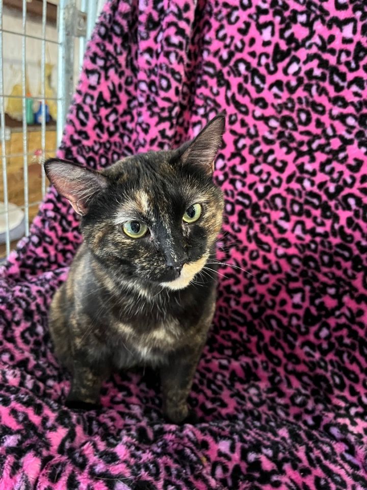Frankie, an adoptable Tortoiseshell in Marble Falls, TX_image-2