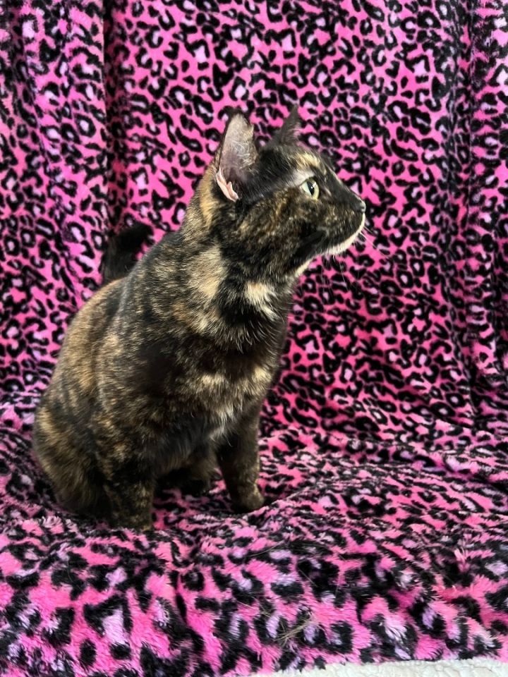 Frankie, an adoptable Tortoiseshell in Marble Falls, TX_image-3