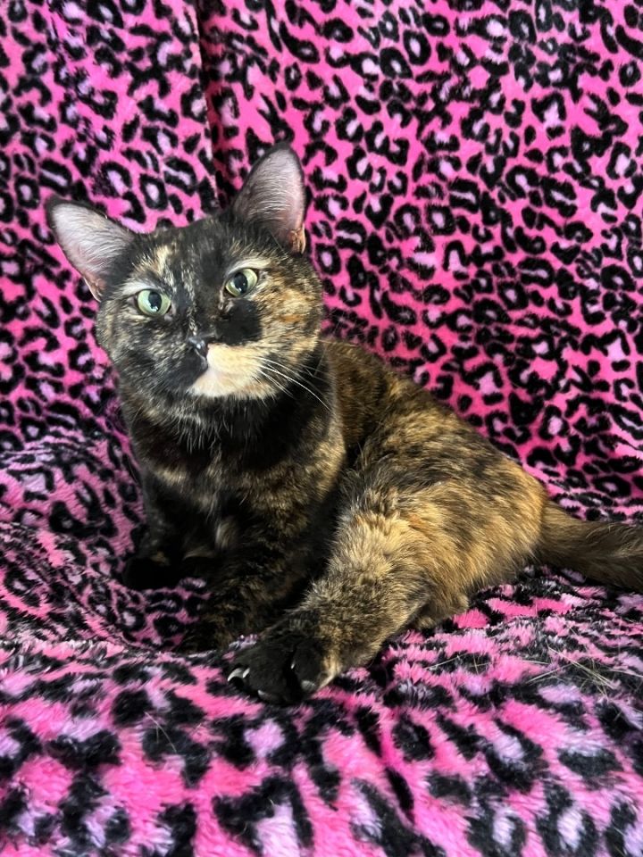 Frankie, an adoptable Tortoiseshell in Marble Falls, TX_image-4