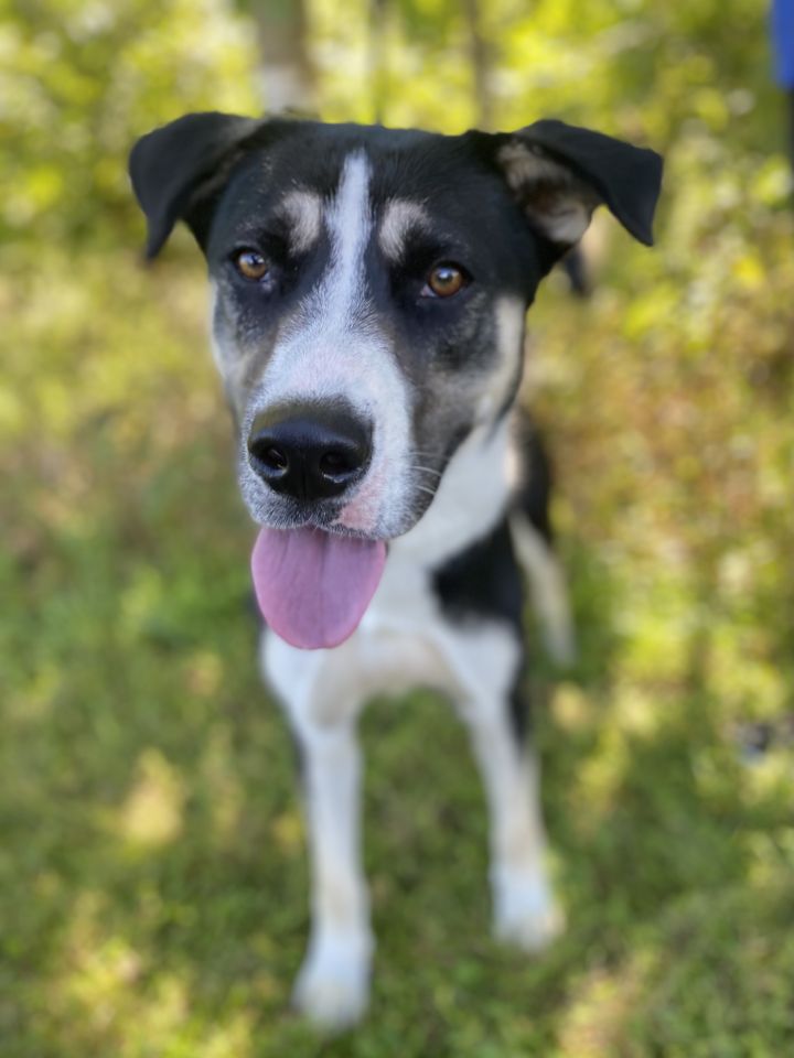 Dog for adoption Carla, a Labrador Retriever Mix in Berkeley Heights