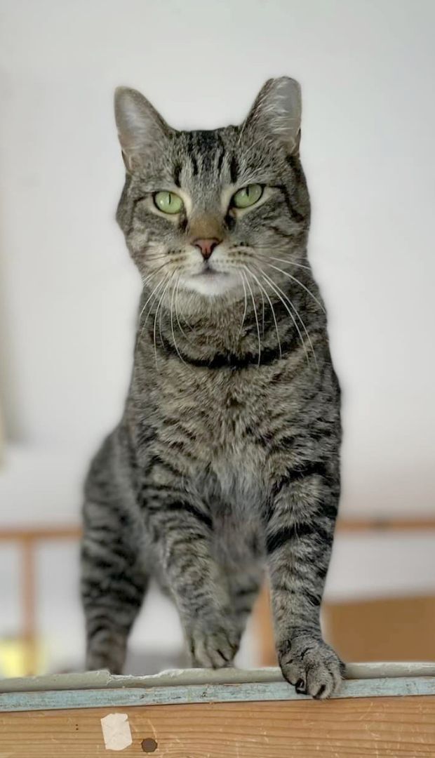 Billie Jean, an adopted Tabby & Domestic Short Hair Mix in Germansville, PA_image-3
