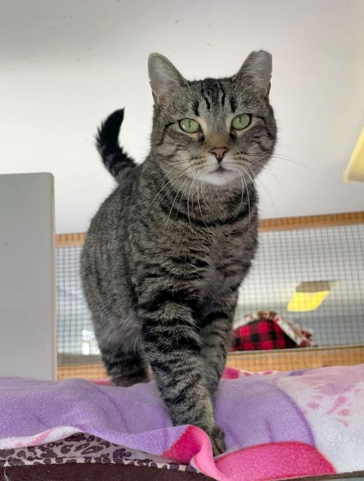 Billie Jean, an adopted Tabby & Domestic Short Hair Mix in Germansville, PA_image-5