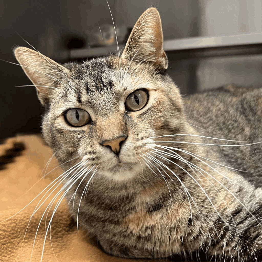 Little Bit, an adoptable Domestic Short Hair in Forsyth, IL, 62535 | Photo Image 1