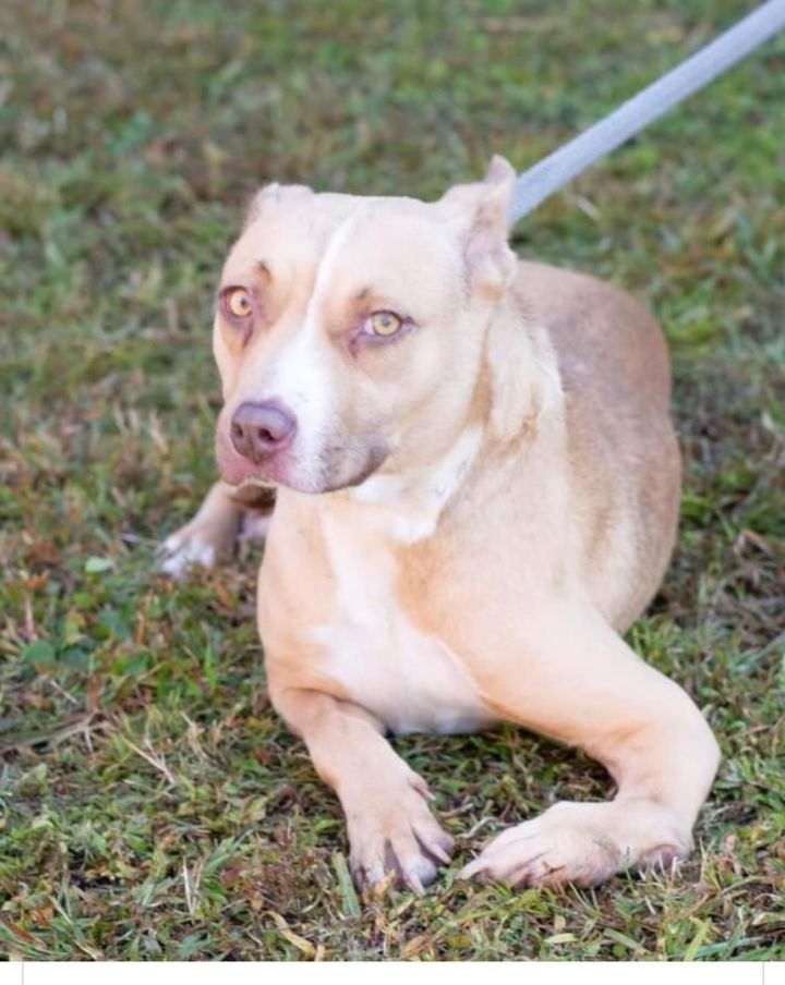 Gypsy, an adoptable American Bulldog Mix in Holly Hill, SC_image-1