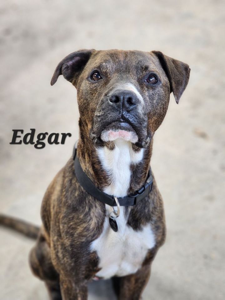 Edgar Allan Poe, an adoptable Pit Bull Terrier & Boxer Mix in Lexington, MO_image-1