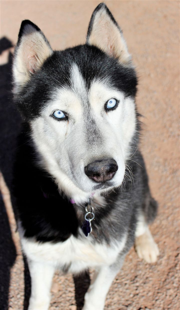 Charlie, an adoptable Siberian Husky in Cedar Crest, NM_image-2