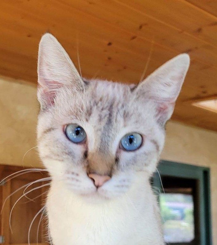 Venus, an adoptable Siamese in Vista, CA, 92084 | Photo Image 3