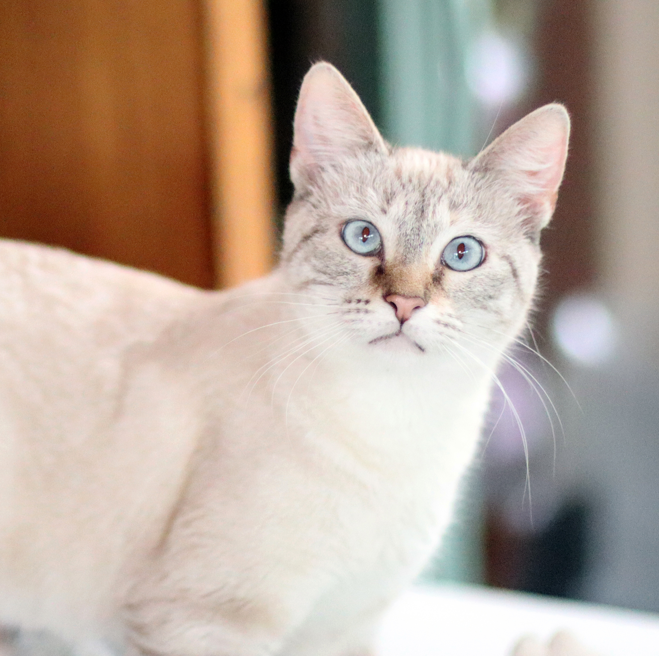Venus, an adoptable Siamese in Vista, CA, 92084 | Photo Image 5
