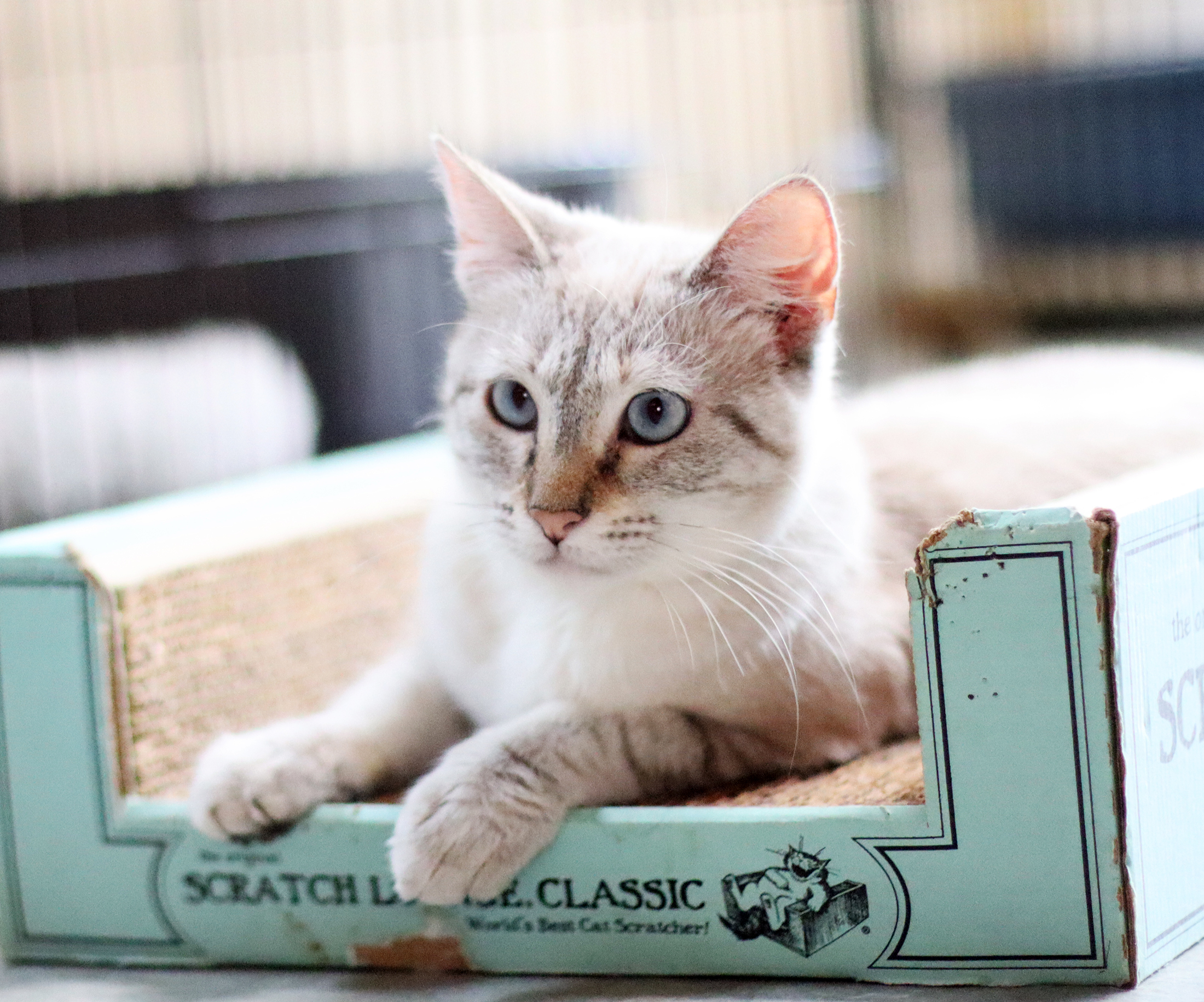 Venus, an adoptable Siamese in Vista, CA, 92084 | Photo Image 6