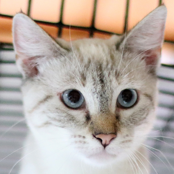 Venus, an adoptable Siamese in Vista, CA, 92084 | Photo Image 8