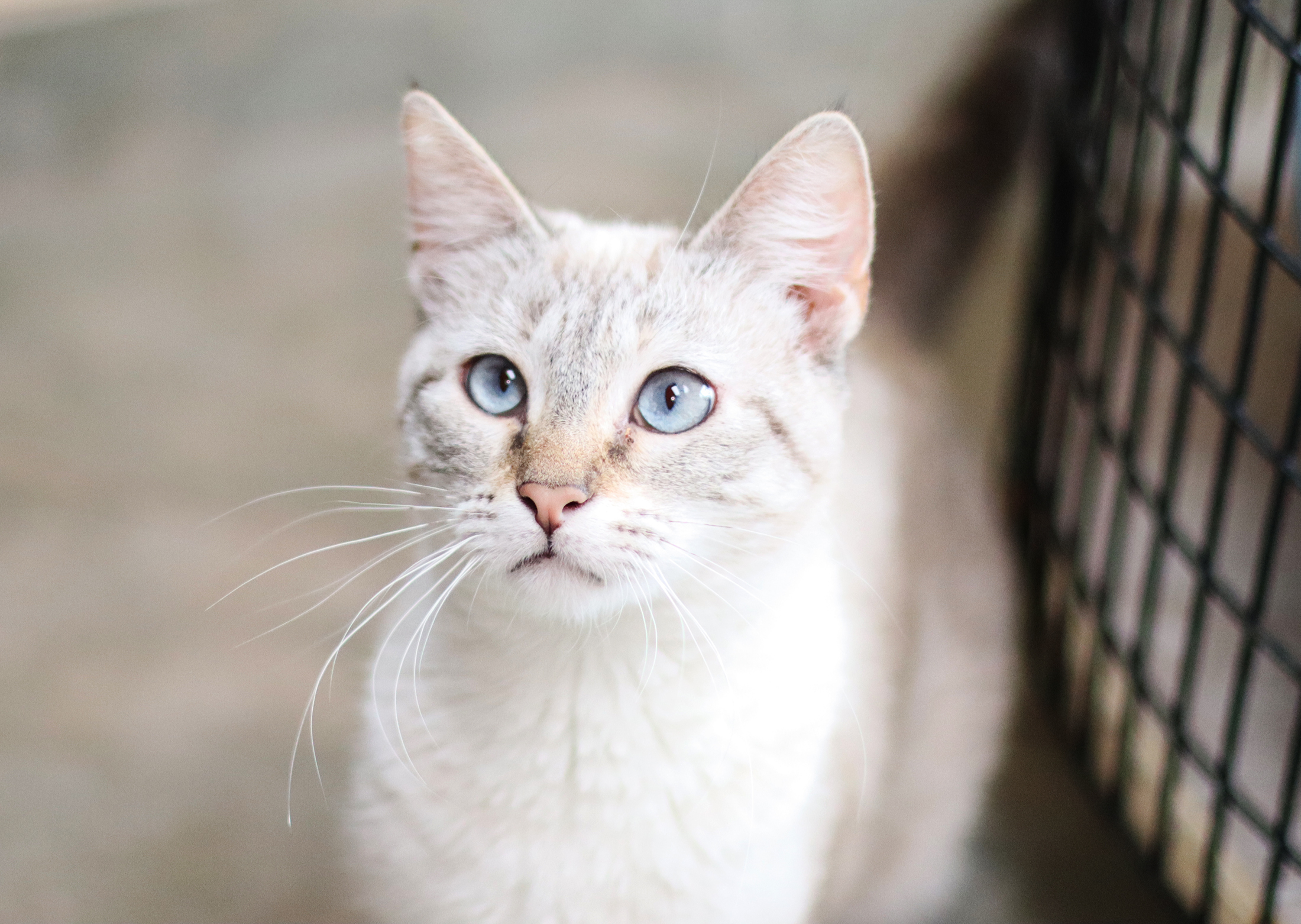 Venus, an adoptable Siamese in Vista, CA, 92084 | Photo Image 9