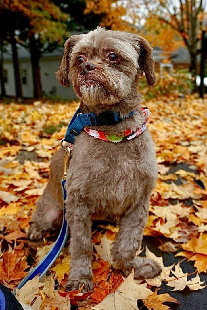 Lhasa apso hot sale cross poodle